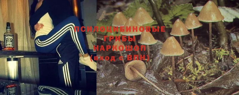 Псилоцибиновые грибы Magic Shrooms  продажа наркотиков  Вилюйск 